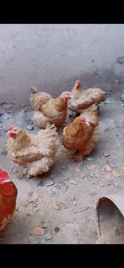 Eggs  Available