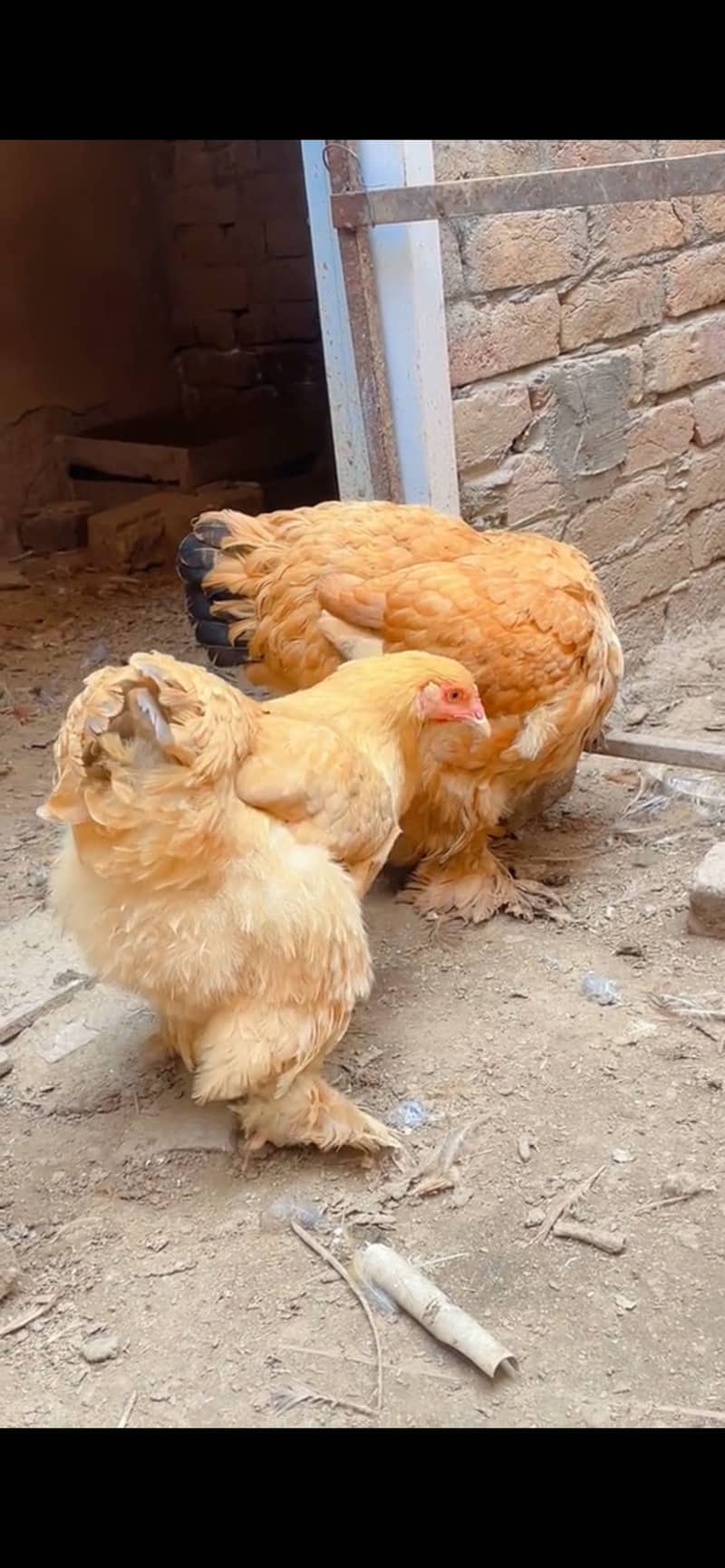 Eggs  Available 1