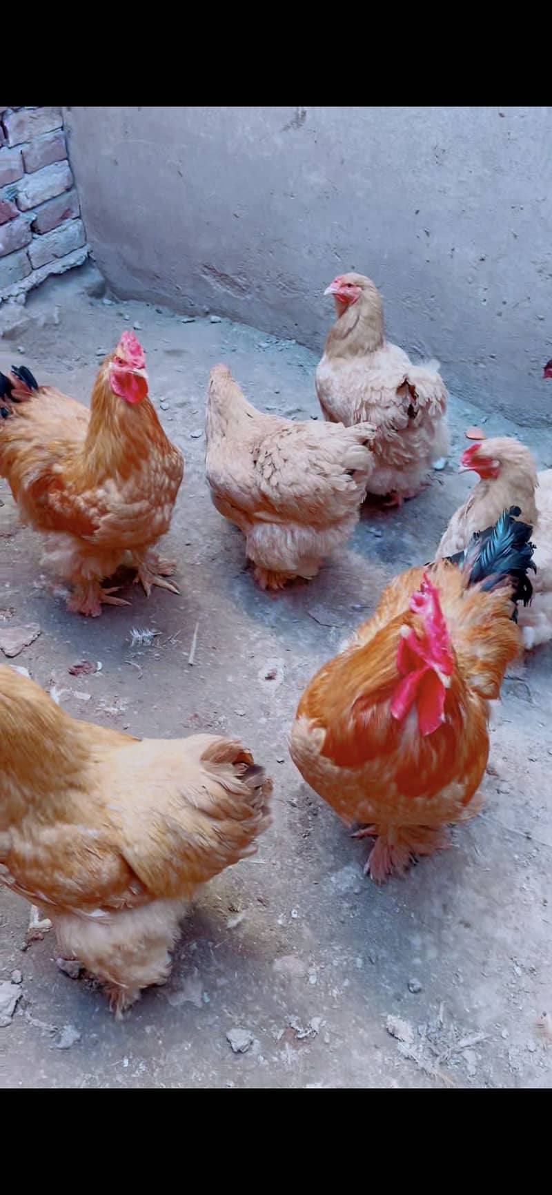Eggs  Available 2
