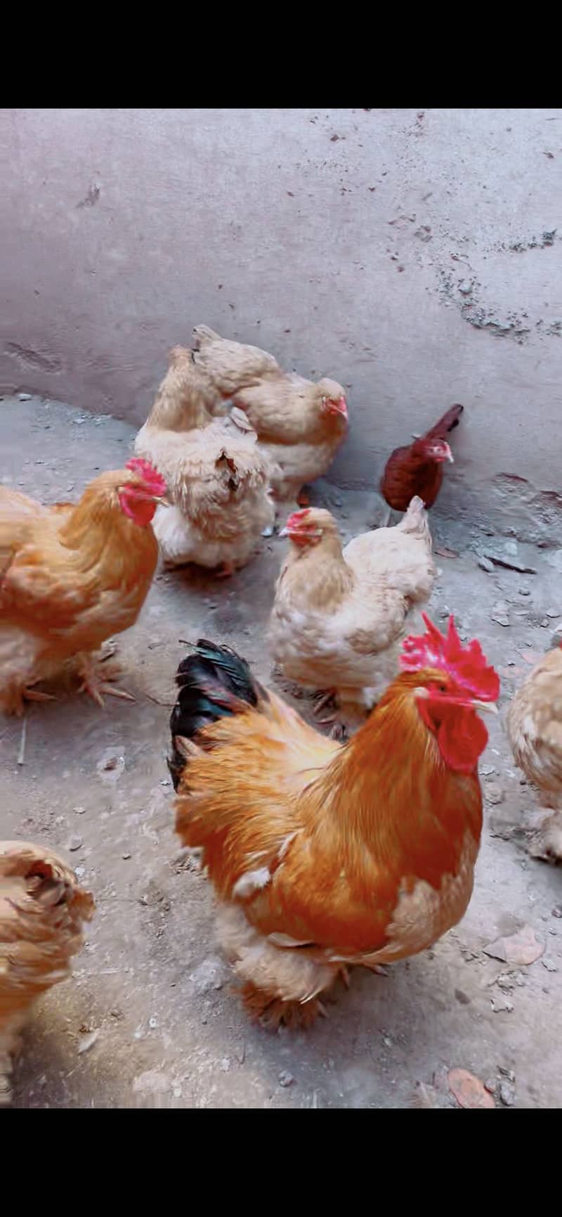 Eggs  Available 3