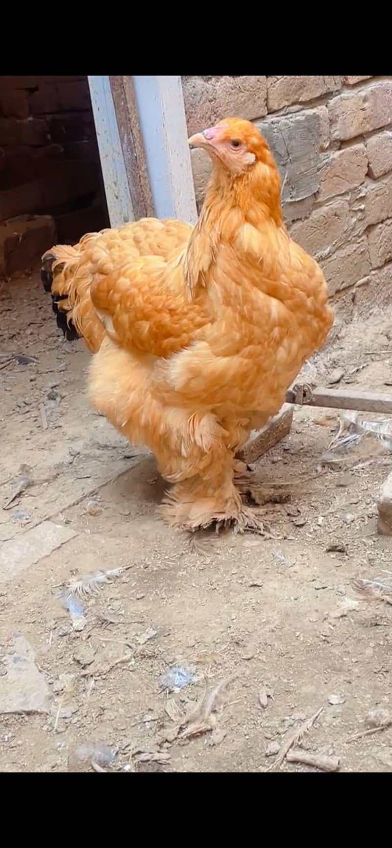 Eggs  Available 4