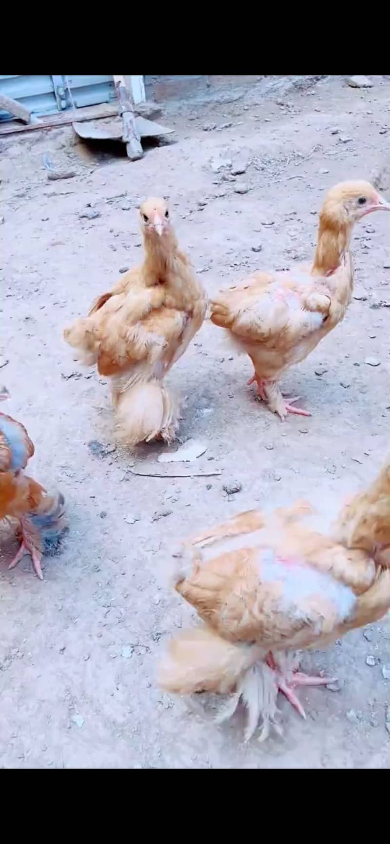 Eggs  Available 6