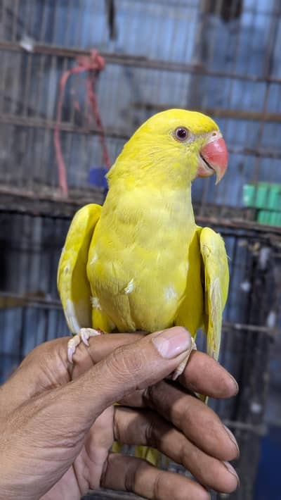 Yellow Ring Nack
