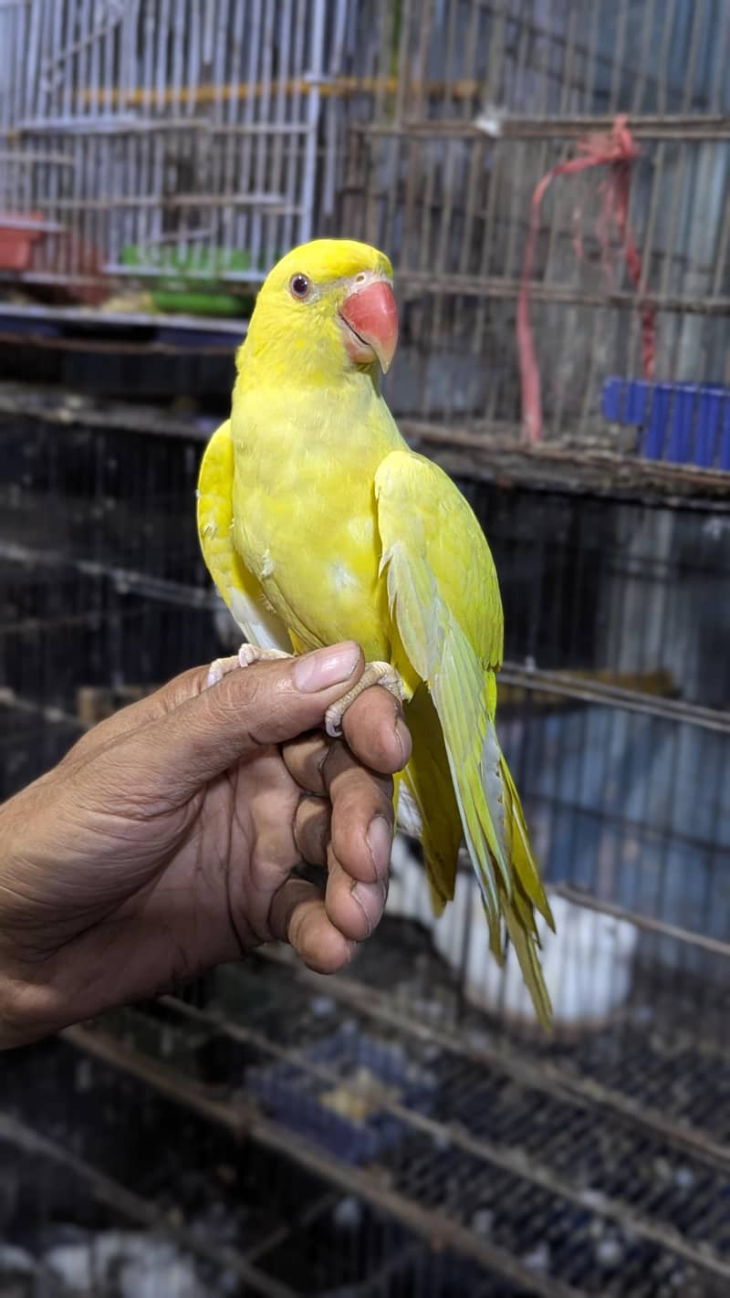 Yellow Ring Nack 1