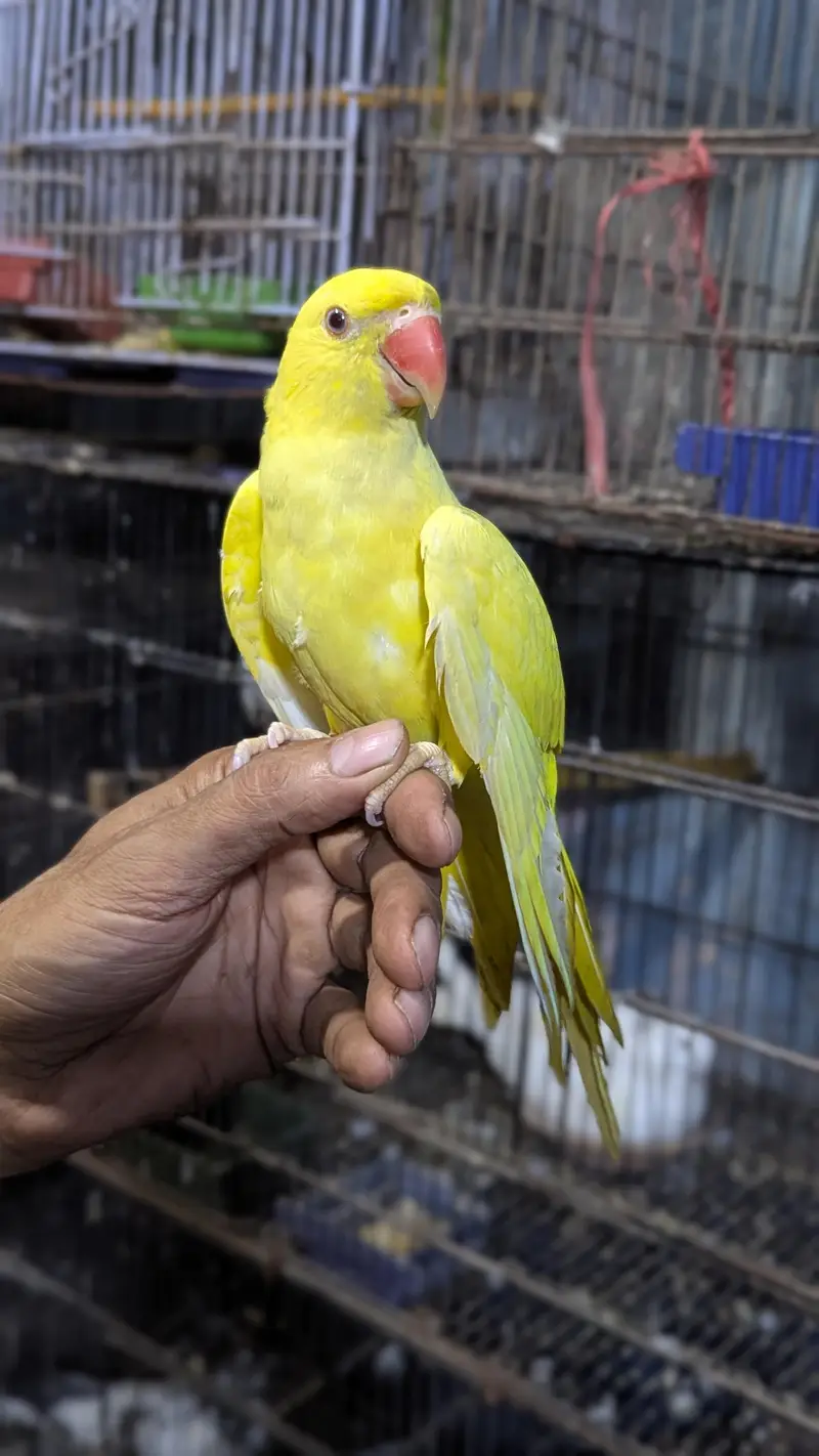 Yellow Ring Nack — photo 2