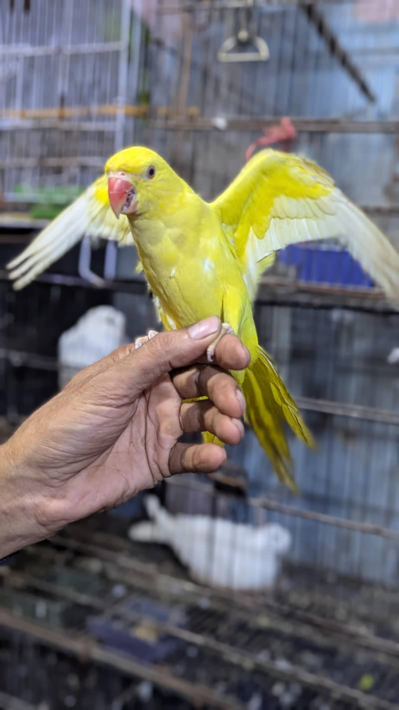 Yellow Ring Nack 2