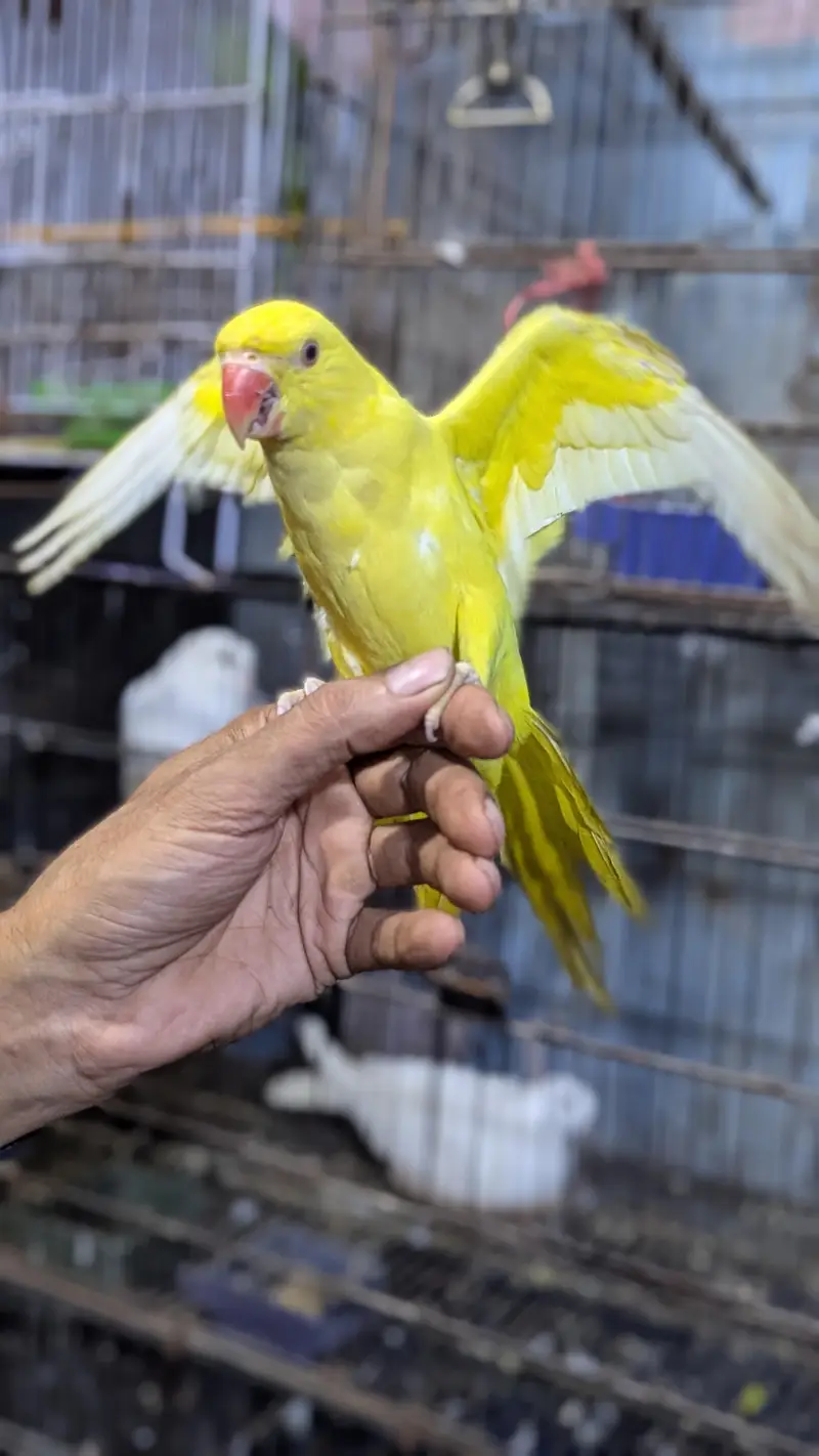 Yellow Ring Nack — photo 3