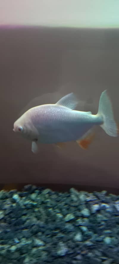albino pacu