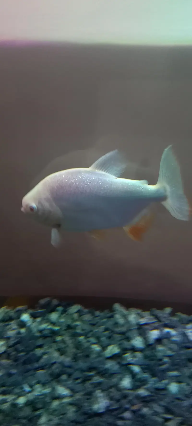 albino pacu