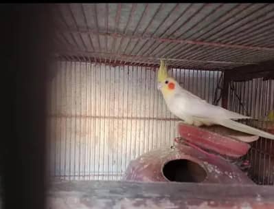 rainbow budgie  ready to breed pairs available for sale