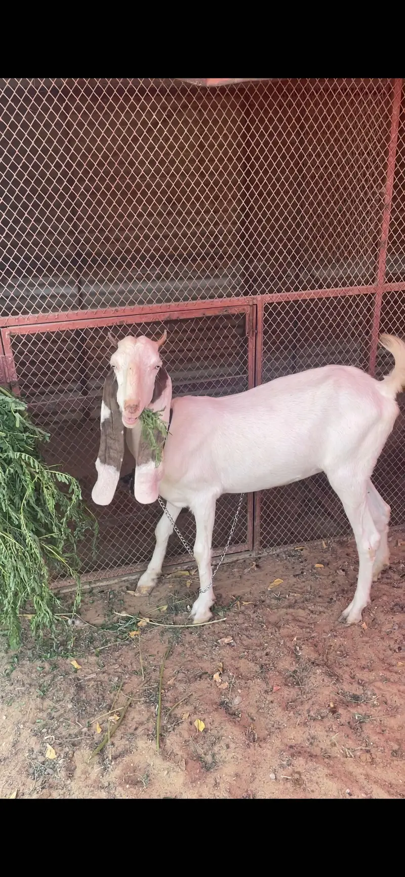 Gulabi bakri crossed healthy and active