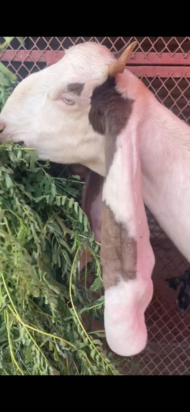 Gulabi bakri crossed healthy and active — photo 2