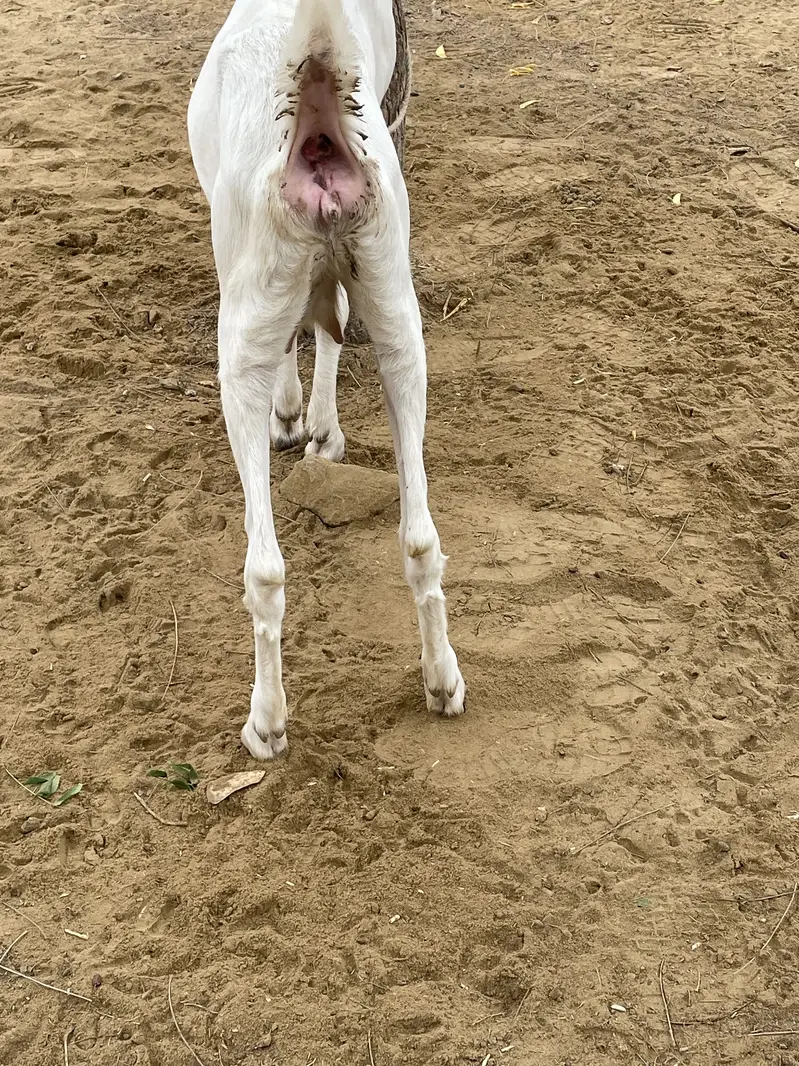 Gulabi bakri crossed healthy and active — photo 3