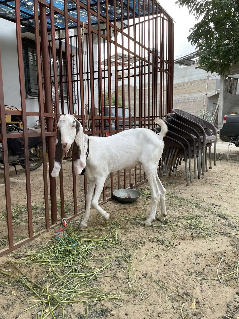 Gulabi bakri crossed healthy and active — photo 4