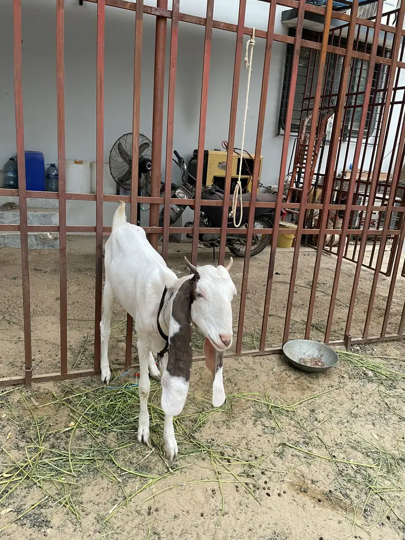 Gulabi bakri crossed healthy and active — photo 5