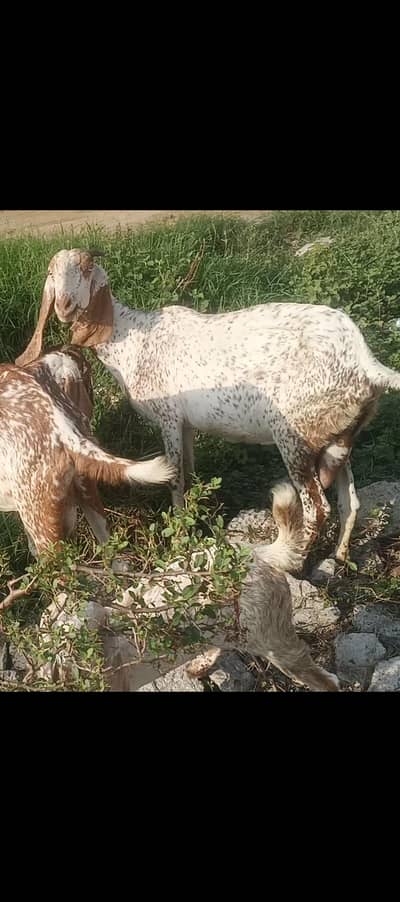 makhi chini breeder female in lahore