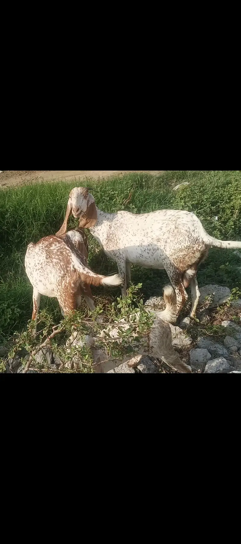 makhi chini breeder female in lahore — photo 2