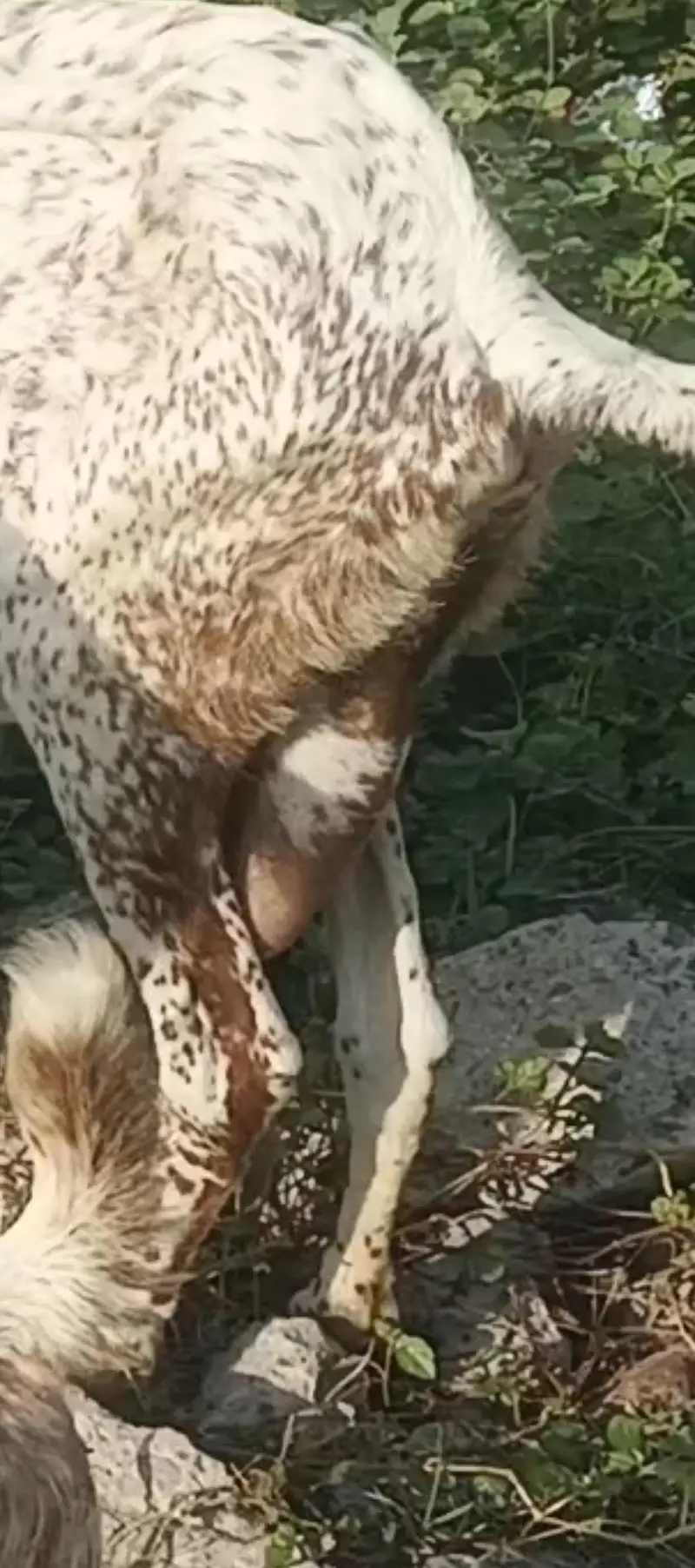 makhi chini breeder female in lahore — photo 3