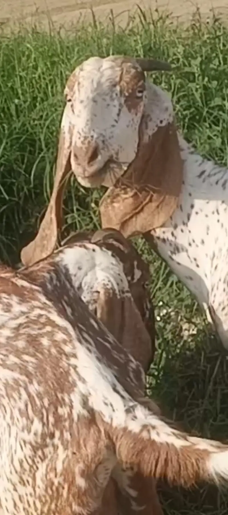 makhi chini breeder female in lahore — photo 4