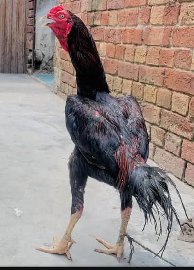 Aseel Murgha lakhaa