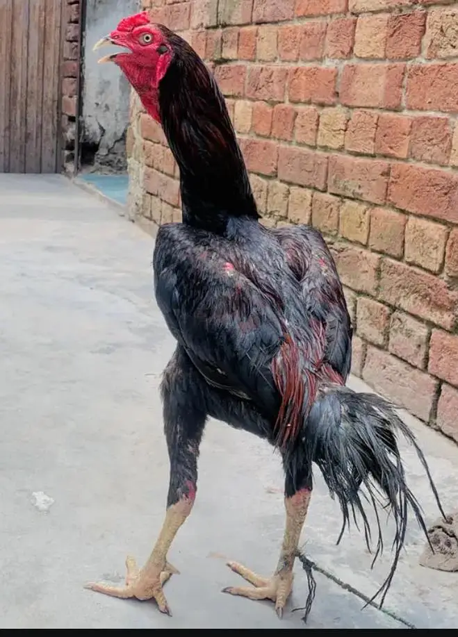 Aseel Murgha lakhaa