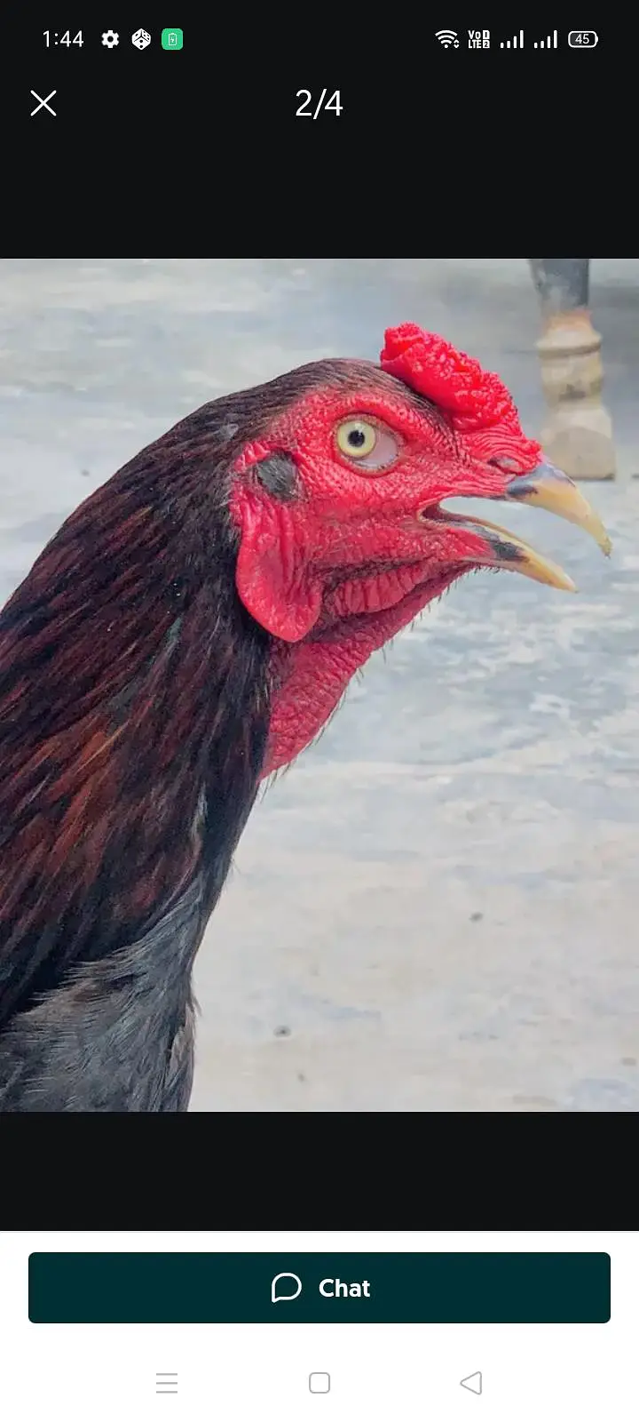 Aseel Murgha lakhaa — photo 3