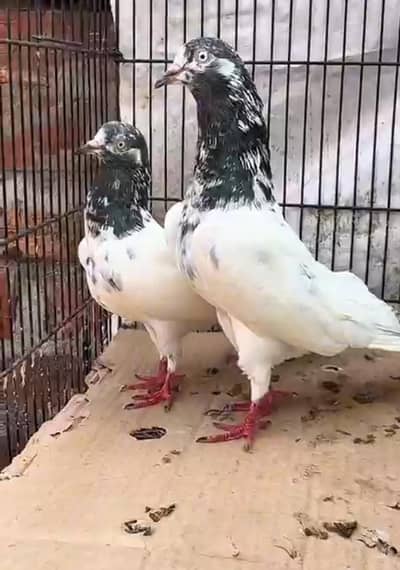 pure teddy pair