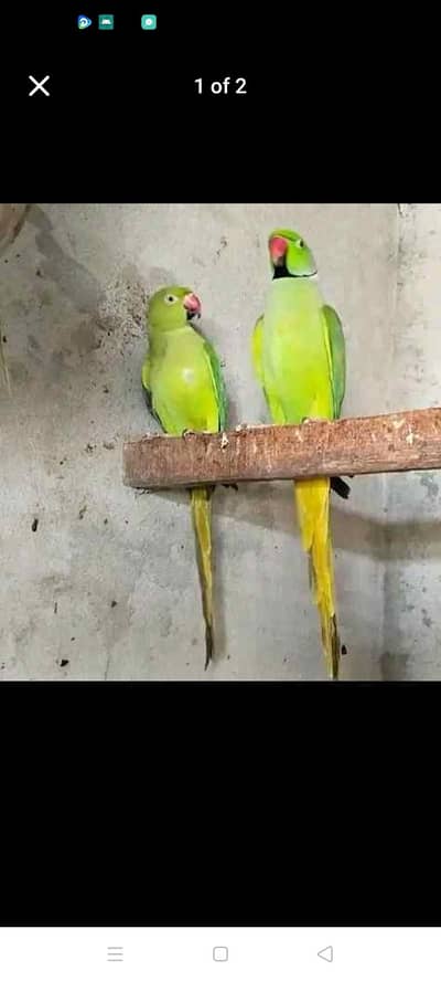 ring neik piyar and nar axtara
