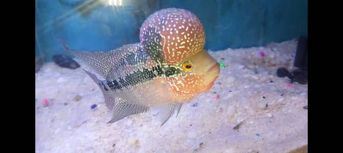 kamfa flowerhorn