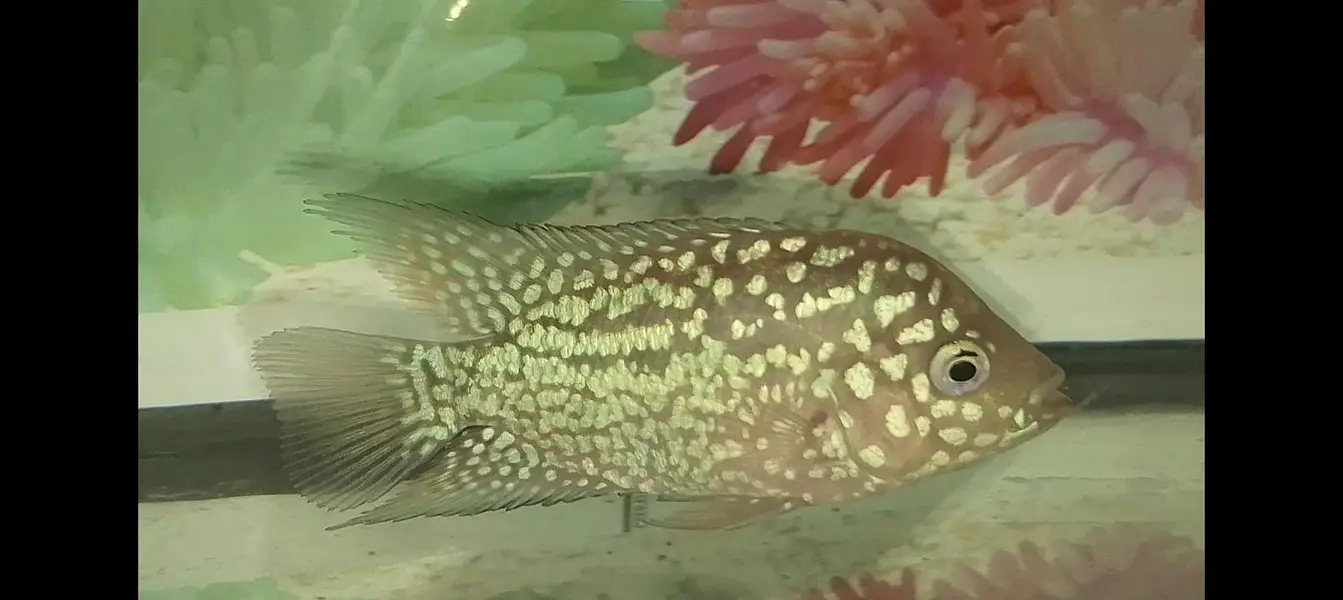 kamfa flowerhorn — photo 2