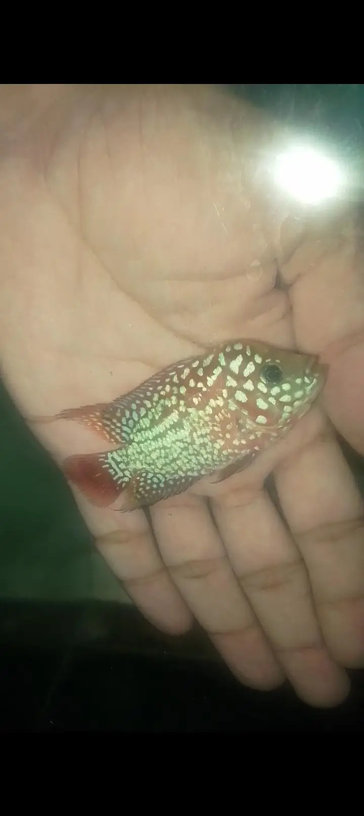 kamfa flowerhorn — photo 3