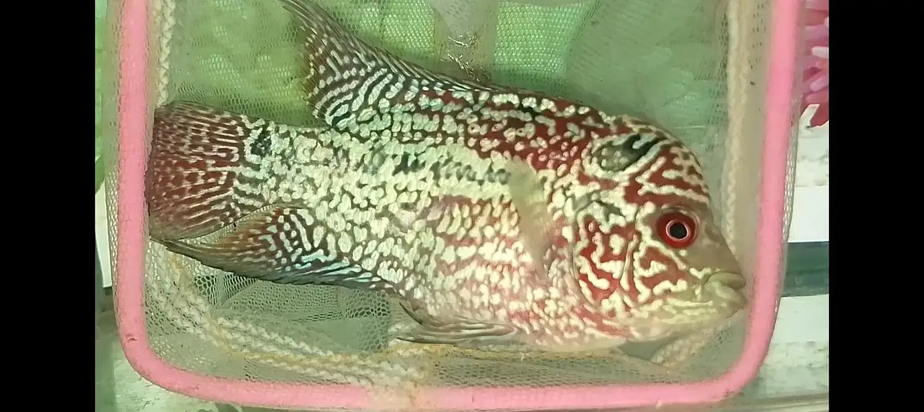 kamfa flowerhorn — photo 4