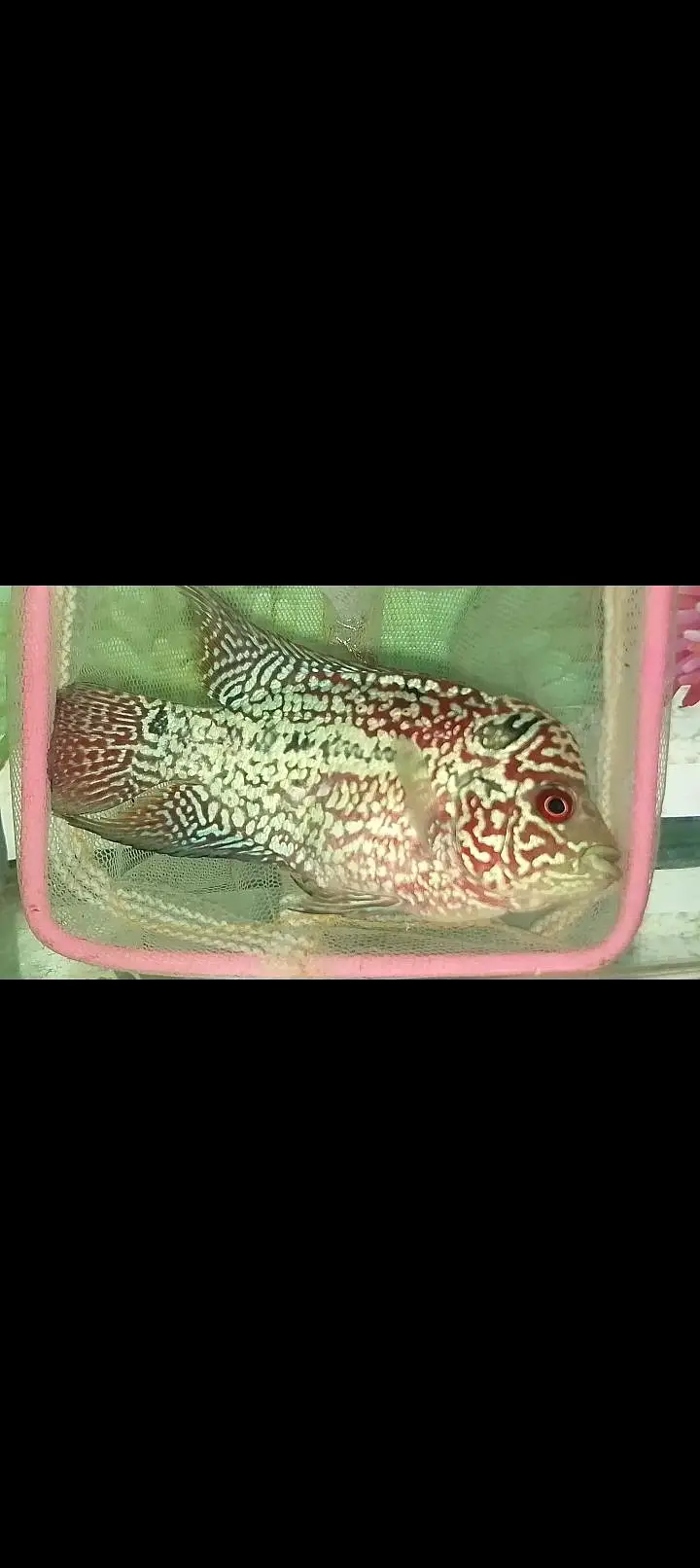 kamfa flowerhorn — photo 5