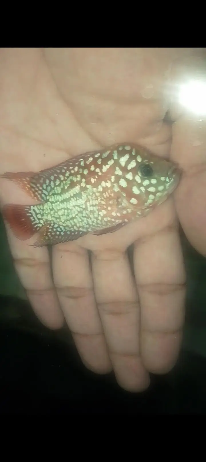 kamfa flowerhorn — photo 6