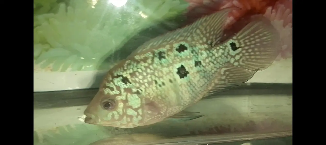 kamfa flowerhorn — photo 7