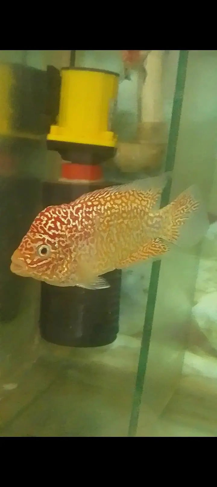 kamfa flowerhorn — photo 8