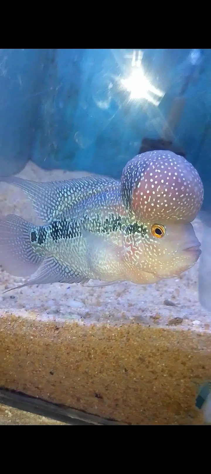 kamfa flowerhorn — photo 9