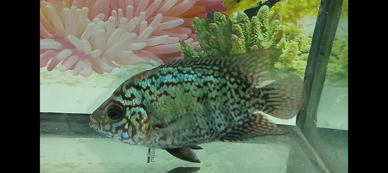 kamfa flowerhorn — photo 10