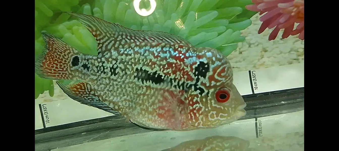 kamfa flowerhorn — photo 11