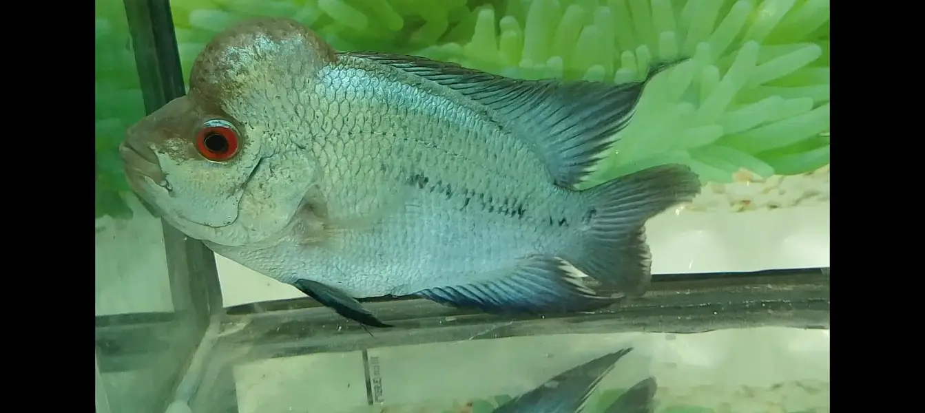 kamfa flowerhorn — photo 12