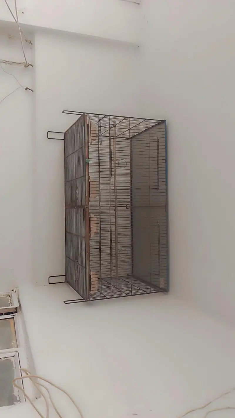 Birds Cages