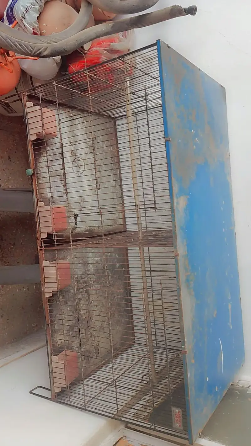 Birds Cages — photo 2