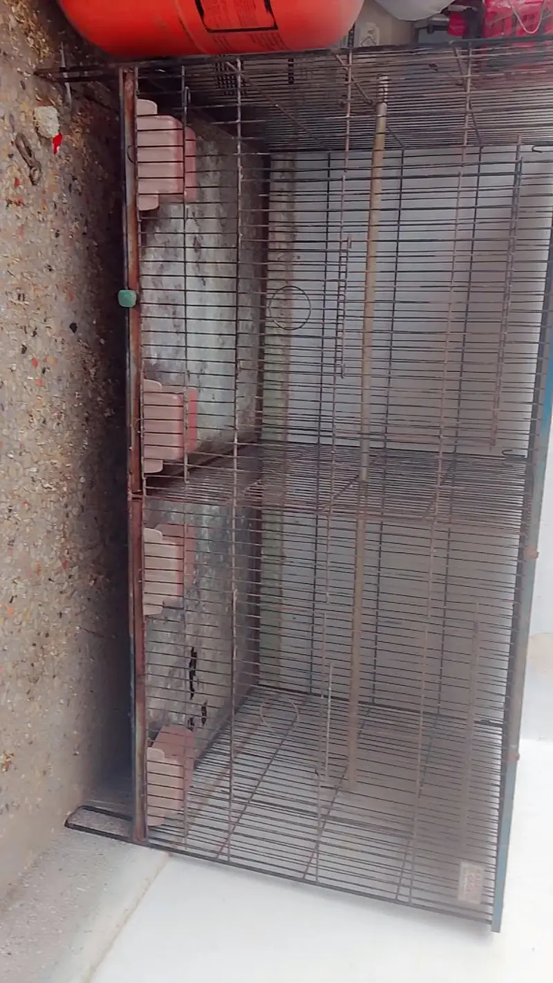 Birds Cages — photo 3