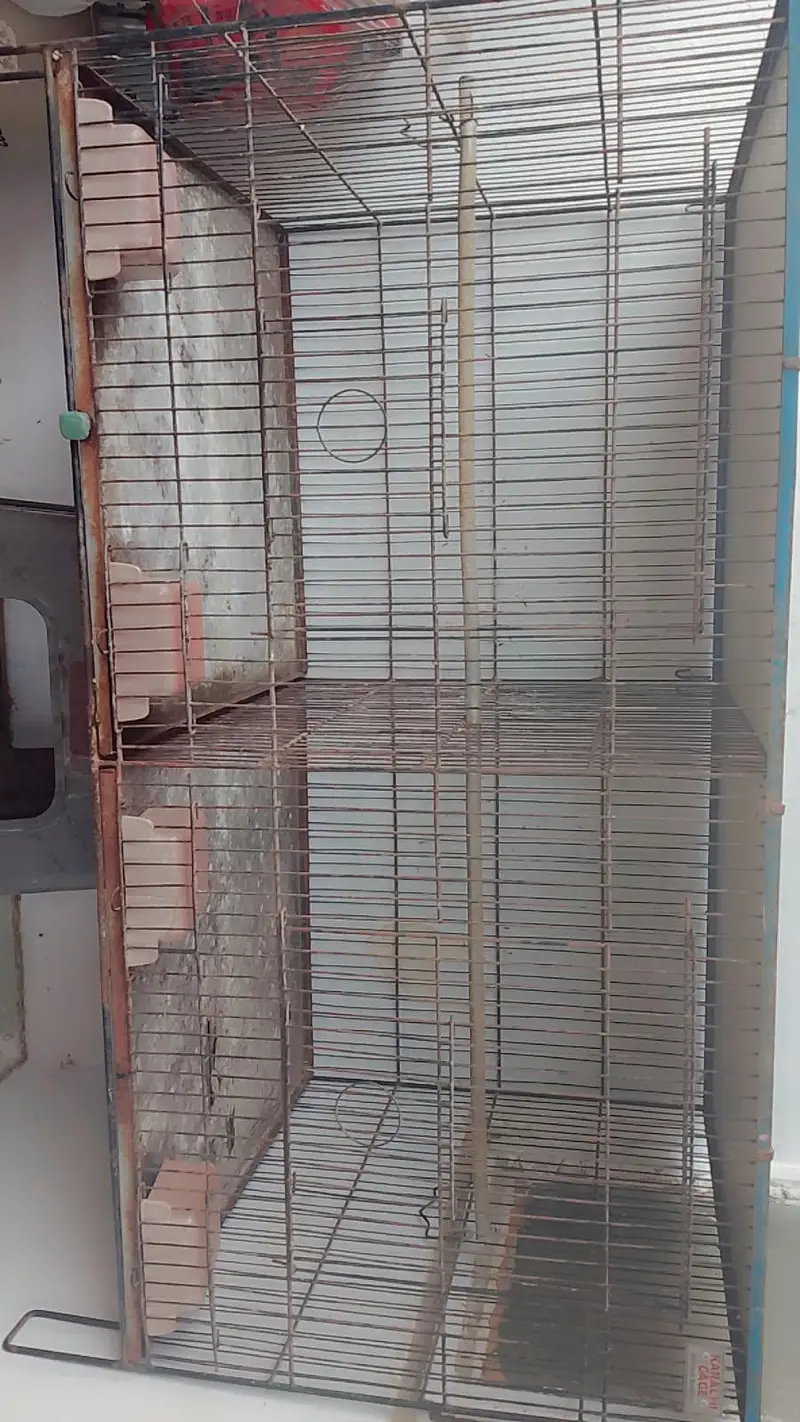 Birds Cages — photo 4