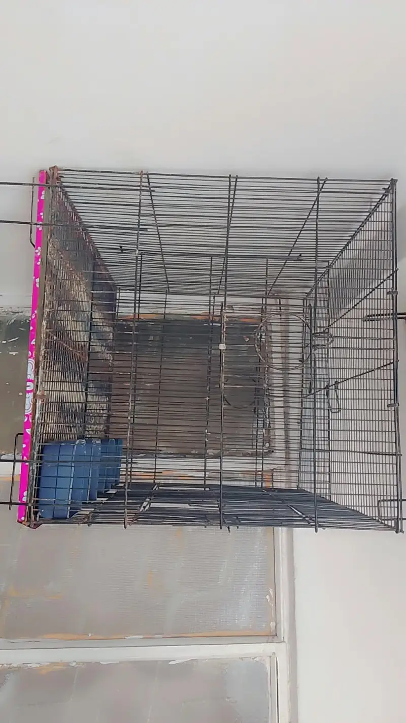 Birds Cages — photo 8