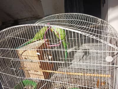 Parrot for sale