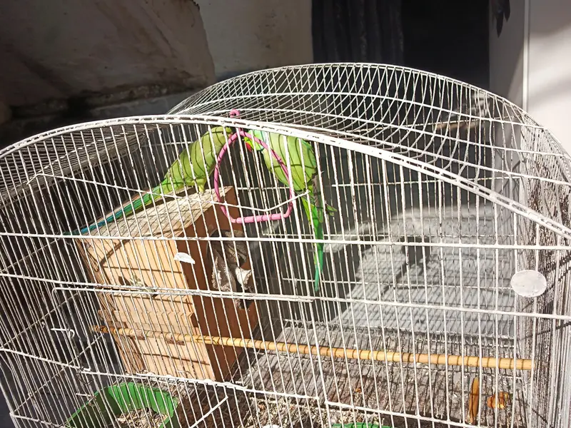 Parrot for sale — photo 3