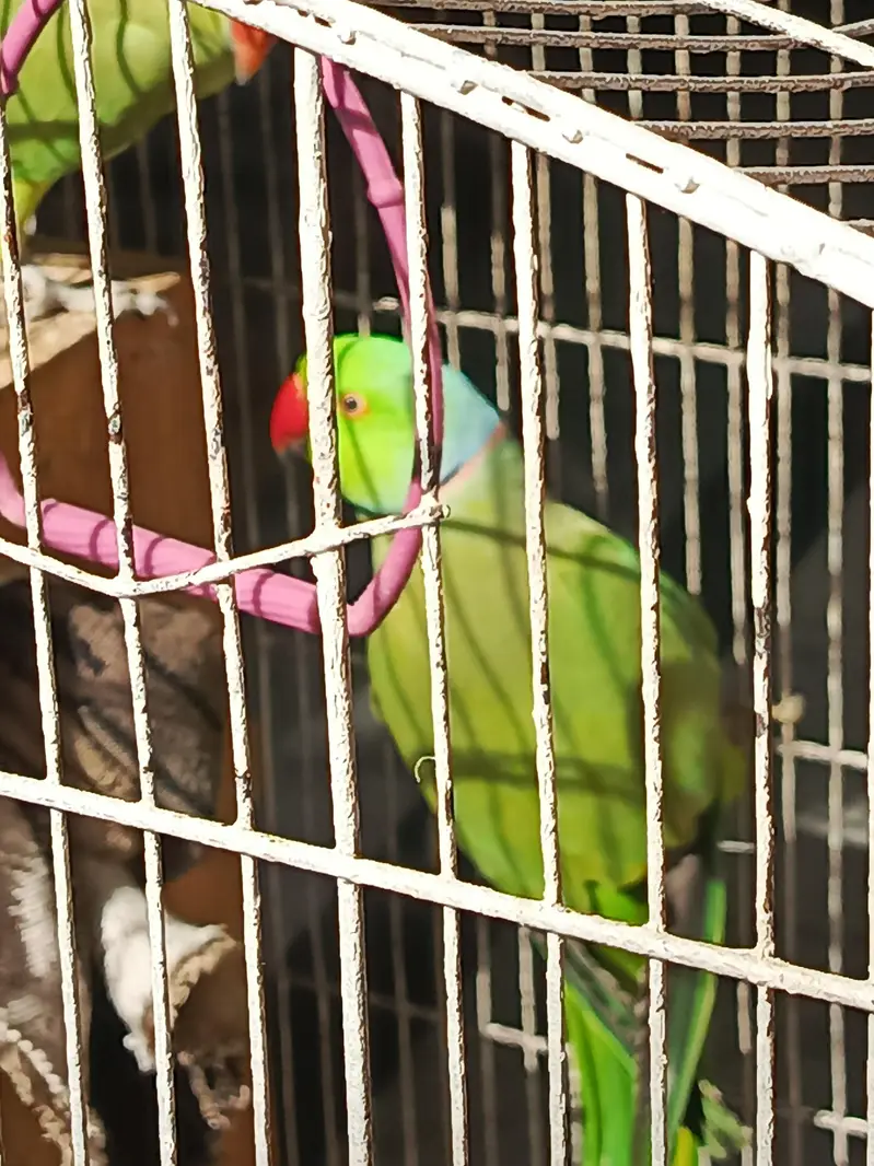 Parrot for sale