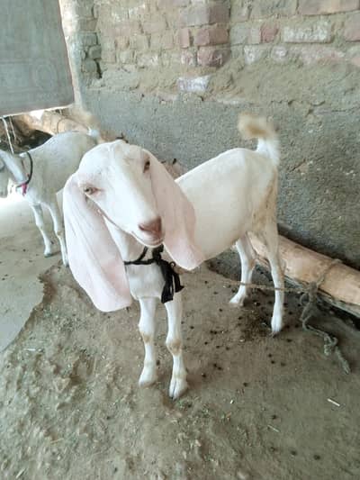bakria for sale
