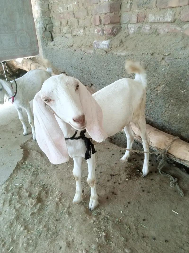 bakria for sale